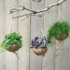 Kokodama en fibre de coco. La suspension de Ø 15 X H 25 cm
