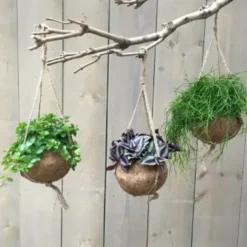 Kokodama en fibre de coco. La suspension de Ø 15 X H 25 cm
