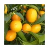 Kumquat. Le pot de 120 litres