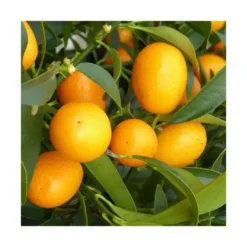 Kumquat. Le pot de 6 litres