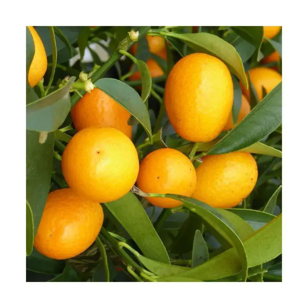 Kumquat. Le pot de 7 litres