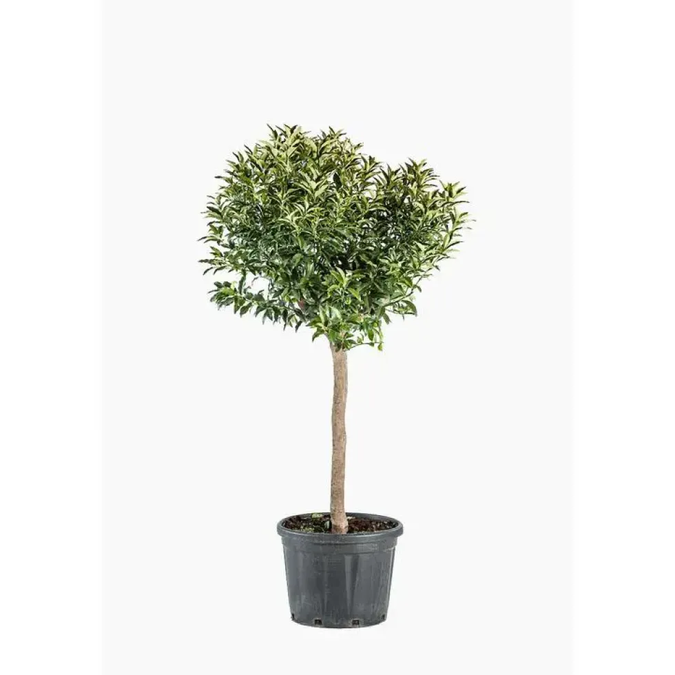 Kumquat. Le pot de 30 litres
