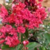 Lagerstroemia Dynamite coloris rouge – 3 L