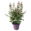 LAGERSTROEMIA INDICA CHARMS ® FUSCHIA D'ETE ®.Le pot de 3L