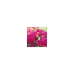 LAGERSTROEMIA INDICA CHARMS ® FUSCHIA D'ETE ®.Le pot de 3L