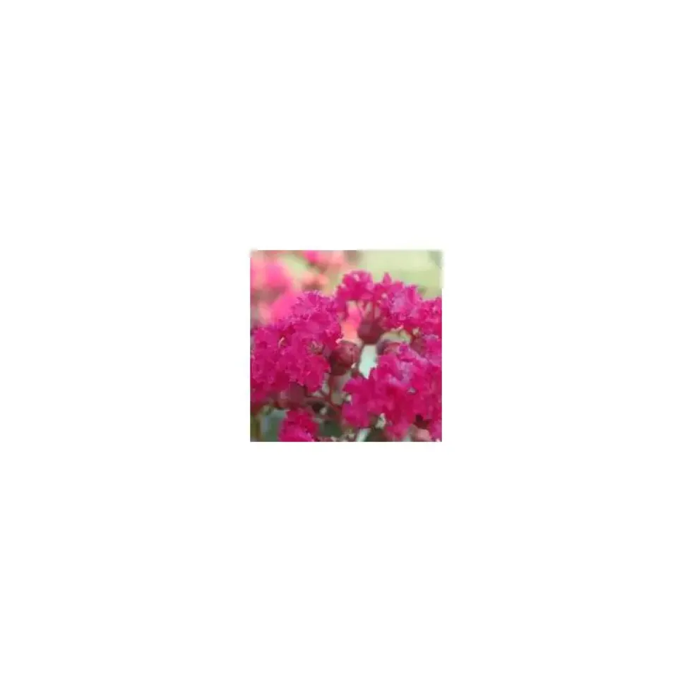 LAGERSTROEMIA INDICA CHARMS ® FUSCHIA D'ETE ®.Le pot de 3L