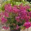Lagerstroemia Indica With Love Cherie rose. Le pot de 4 litres