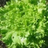 Laitue Batavia Blonde Bio. La barquette de 12 plants