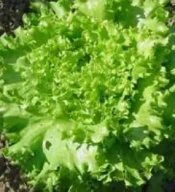 Laitue Batavia Blonde Bio. La barquette de 12 plants