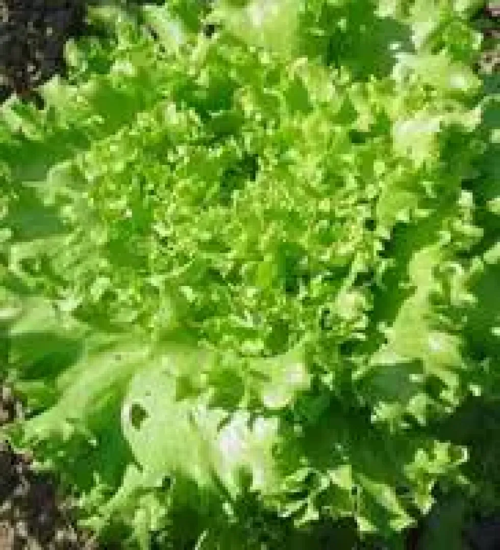 Laitue Batavia Blonde Bio. La barquette de 12 plants