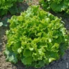 Laitue Batavia Verte Bio. La barquette de 12 plants