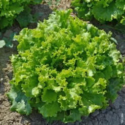 Laitue Batavia Verte Bio. La barquette de 12 plants