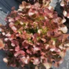 Laitue Feuille De Chene Rouge Bio. La barquette de 12 plants