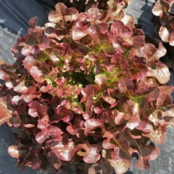 Laitue Feuille De Chene Rouge Bio. La barquette de 12 plants