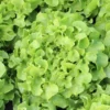 Laitue Feuille De Chene Verte Bio. La barquette de 12 plants