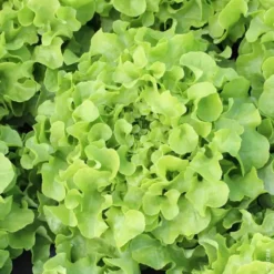 Laitue Feuille De Chene Verte Bio. La barquette de 12 plants