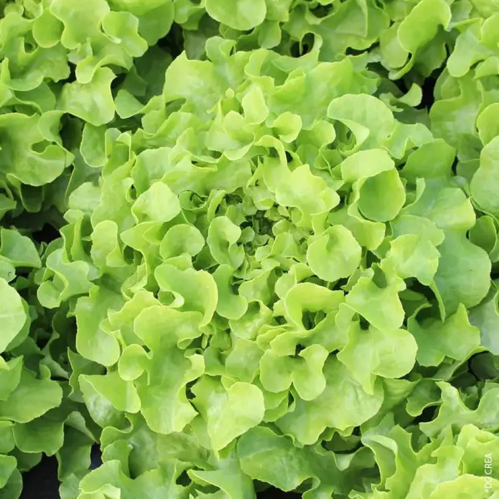 Laitue Feuille De Chene Verte Bio. La barquette de 12 plants