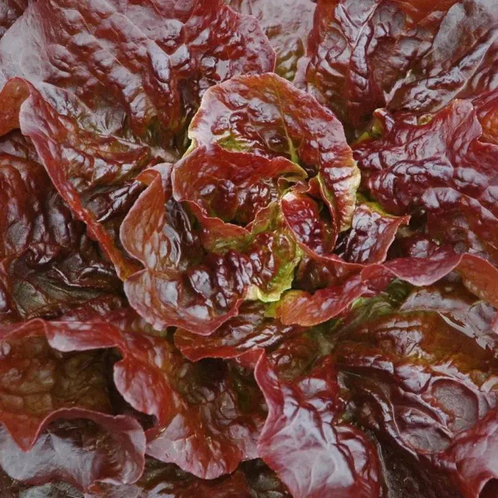 Laitue Rouge Merveille Des 4 Saisons Bio. La barquette de 12 plants