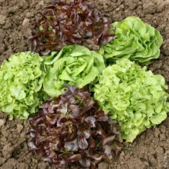 Laitue Variee. La barquette de 12 plants