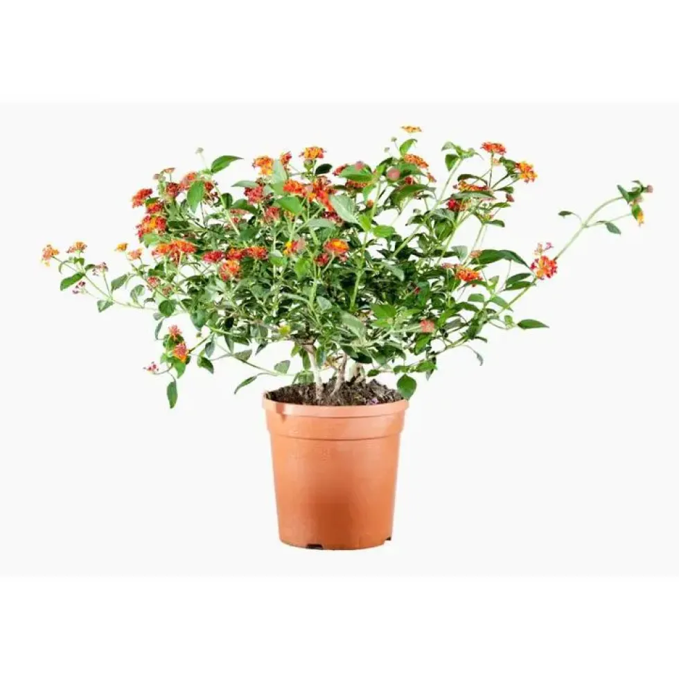 Lantana Camara (Lantanier) en pot de 3 L orange