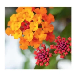Lantana - Le pot de 4 litres