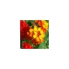 Lantana sur tige - Avec cache pot