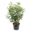 Laurier du Portugal - pot 5 L