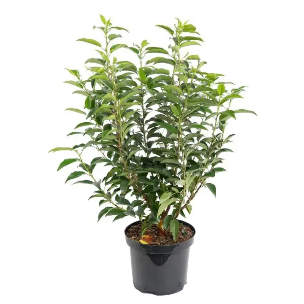 Laurier du Portugal - pot 5 L