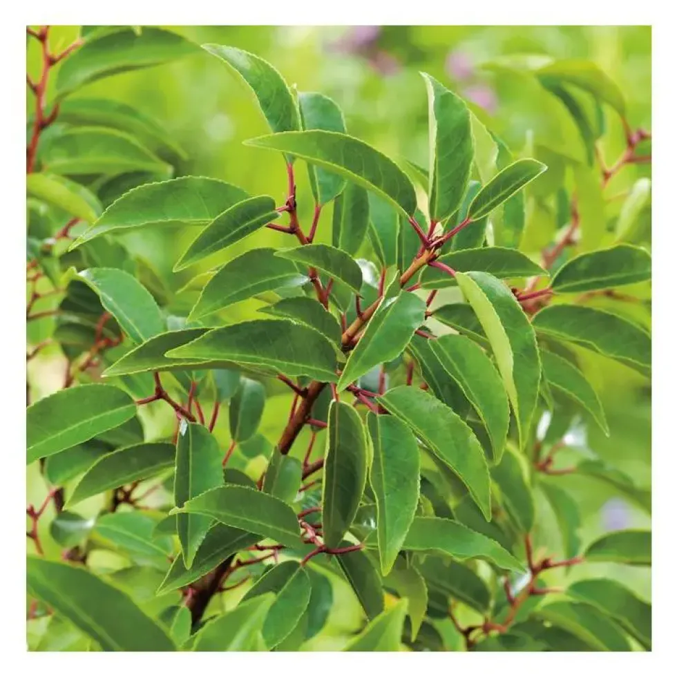 Laurier du Portugal - pot 5 L