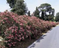 Laurier rose (NERIUM) Le pot de 3 litres