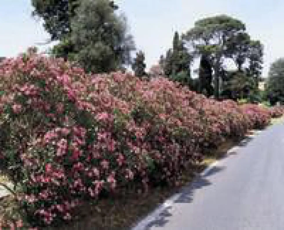 Laurier rose (NERIUM) Le pot de 3 litres