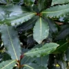 Laurus Nobilis ou Laurier sauce Tige en pot de 9 L