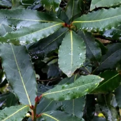 Laurus Nobilis ou Laurier sauce Tige en pot de 9 L