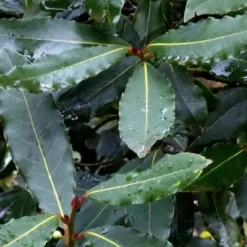 Laurus Nobilis ou Laurier sauce 60/90 cm en pot de 3 L