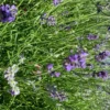Lavande Angustifolia Dwarf Blue bleu. Le pot de 7,5 litres