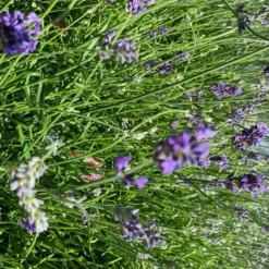 Lavande Angustifolia Dwarf Blue bleu. Le pot de 7,5 litres