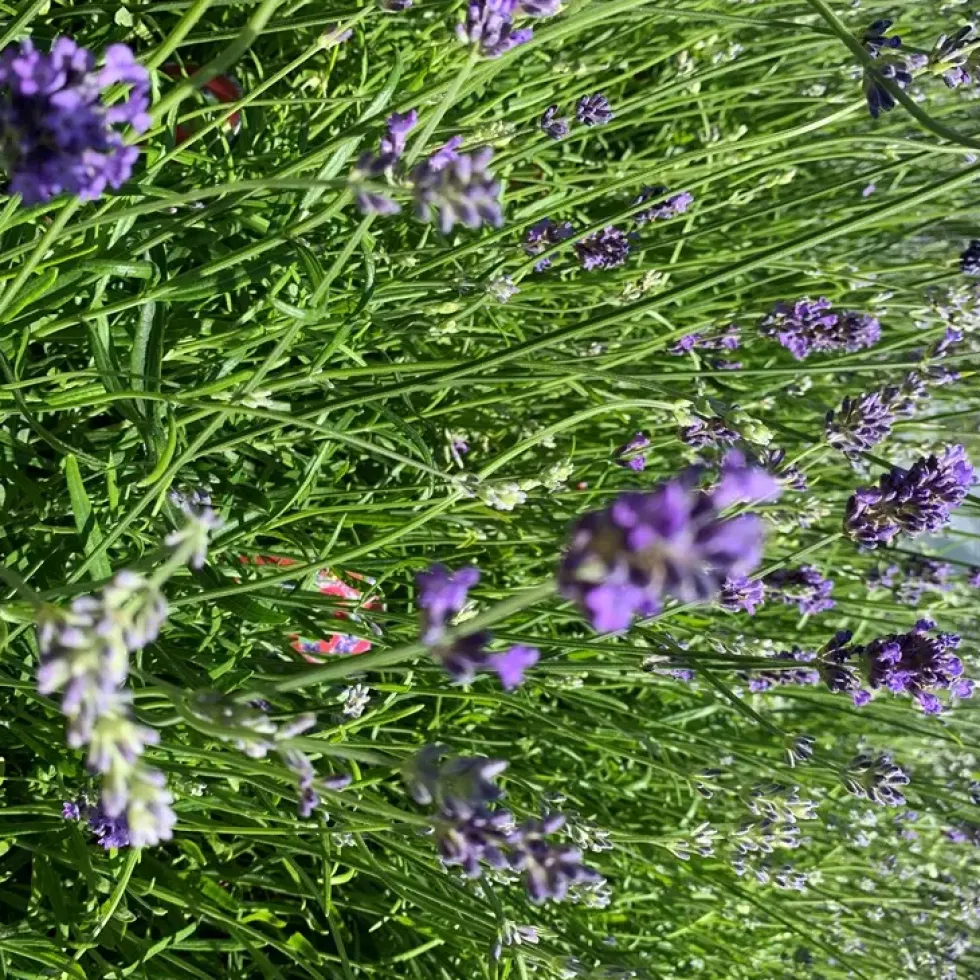 Lavande Angustifolia Dwarf Blue bleu. Le pot de 7,5 litres