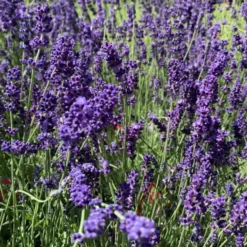 Lavande bleue. En pot de 2 litres