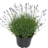 Lavande bleue. Le pot de 5 litres
