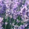 Lavande Dutch Lavander. Le pot de 2 litres