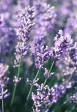 Lavande Dutch Lavander. Le pot de 2 litres