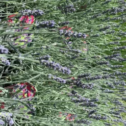 Lavande Richard Gray à fleurs violettes. Le pot de 3 litres.