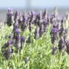 Lavande stoechas bandera violette en pot de 2 L