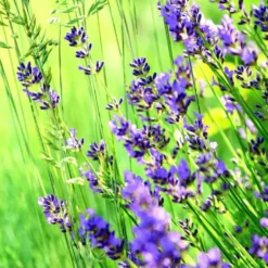 Lavandula - Le pack de 6 plants