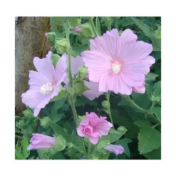 Lavatera Red Rum - Le pot de 4 litres