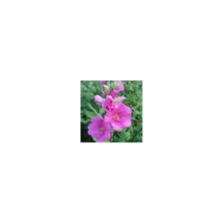 Lavatera Red Rum - Le pot de 4 litres