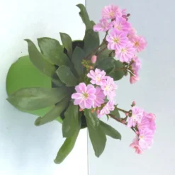 Lewisia Cotyledon - Le pot de 10.5 cm