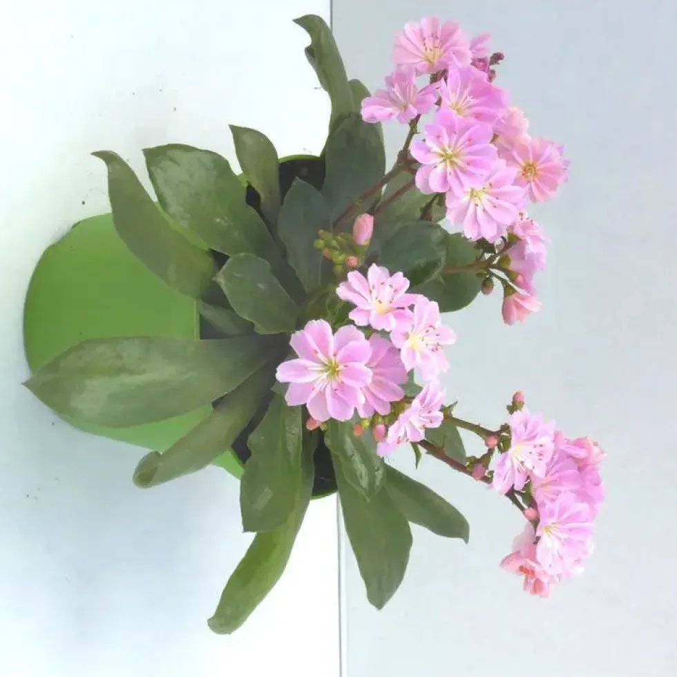 Lewisia Cotyledon - Le pot de 10.5 cm