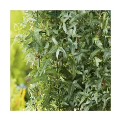 Lierre HELIX SAGITTIFOLIA. Le pot de 3 litres