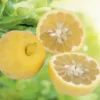 Lime Pursha coloris orange - 2,5 L